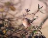 Dartford Warbler at Wallasea Island (RSPB) (Paul Baker) (61272 bytes)