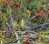 Willow Warbler at Paglesham Reach (Vince Kinsler) (113843 bytes)