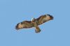 Buzzard at Pitsea (Steve Arlow) (55322 bytes) Buzzard at Pitsea (Steve Arlow) (55322 bytes)
