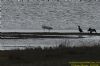 Spoonbill at Wallasea Island (RSPB) (Richard Howard) (92698 bytes)