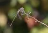 Willow Emerald Damselfly at Gunners Park (Andrew Armstrong) (33560 bytes) Willow Emerald Damselfly at Gunners Park (Andrew Armstrong) (33560 bytes)