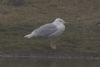 Glaucous Gull at West Canvey Marsh (RSPB) (Martin Cracknell) (45053 bytes) Glaucous Gull at West Canvey Marsh (RSPB) (Martin Cracknell) (45053 bytes)