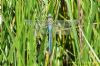 Emperor Dragonfly at Benfleet Downs (Richard Howard) (158028 bytes)