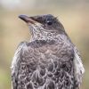 Ring Ouzel at Gunners Park (Andrew Armstrong) (108103 bytes) Ring Ouzel at Gunners Park (Andrew Armstrong) (108103 bytes)