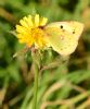Clouded Yellow at Bowers Marsh (RSPB) (Graham Oakes) (63795 bytes) Clouded Yellow at Bowers Marsh (RSPB) (Graham Oakes) (63795 bytes)