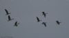 White-fronted Goose at Wallasea Island (RSPB) (Jeff Delve) (16177 bytes) White-fronted Goose at Wallasea Island (RSPB) (Jeff Delve) (16177 bytes)