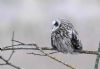 Short-eared Owl at Wallasea Island (RSPB) (Vince Kinsler) (46333 bytes)