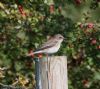 Spotted Flycatcher at Canvey Wick (Jeff Delve) (85945 bytes)