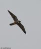 Hobby at Bowers Marsh (RSPB) (Jeff Delve) (17642 bytes)