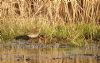 Water Pipit at Vange Marsh (RSPB) (Paul Baker) (102214 bytes)