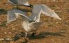 Iceland Gull at Private site with no public access (Steve Arlow) (173620 bytes)