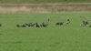 Red-breasted Goose at Wallasea Island (RSPB) (Steve Arlow) (45560 bytes)