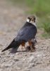 Hobby at Wallasea Island (RSPB) (Jeff Delve) (54708 bytes)