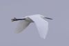 Little Egret at Lower Raypits (Vince Kinsler) (15420 bytes)