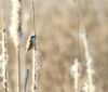 Penduline Tit at Magnolia NR, Hawkwell (Paul Griggs) (48363 bytes) Penduline Tit at Magnolia NR, Hawkwell (Paul Griggs) (48363 bytes)