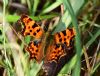 Comma at Bowers Marsh (RSPB) (Graham Oakes) (90128 bytes)