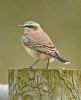 Wheatear at Bowers Marsh (RSPB) (Graham Oakes) (75629 bytes)