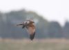 Marsh Harrier at Wallasea Island (RSPB) (Paul Griggs) (25162 bytes) Marsh Harrier at Wallasea Island (RSPB) (Paul Griggs) (25162 bytes)