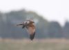 Marsh Harrier at Wallasea Island (RSPB) (Paul Griggs) (25162 bytes)