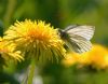 Green-veined White at West Canvey Marsh (RSPB) (Vince Kinsler) (58423 bytes)