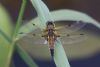 Four-spotted Chaser at West Canvey Marsh (RSPB) (Mike Bailey) (42153 bytes)