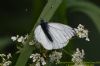 Green-veined White at West Canvey Marsh (RSPB) (Richard Howard) (50509 bytes)