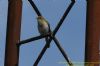 Chiffchaff at Canvey Wick (Richard Howard) (59596 bytes)