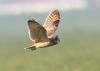 Short-eared Owl at Wallasea Island (RSPB) (Jeff Delve) (24150 bytes)