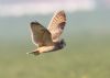 Short-eared Owl at Wallasea Island (RSPB) (Jeff Delve) (24150 bytes) Short-eared Owl at Wallasea Island (RSPB) (Jeff Delve) (24150 bytes)