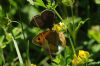 Meadow Brown at Belfairs Great Wood (Richard Howard) (63510 bytes)