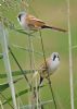 Bearded Tit at Bowers Marsh (RSPB) (Graham Oakes) (55341 bytes) Bearded Tit at Bowers Marsh (RSPB) (Graham Oakes) (55341 bytes)