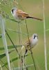 Bearded Tit at Bowers Marsh (RSPB) (Graham Oakes) (55341 bytes)