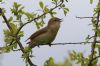 Garden Warbler at Canvey Wick (Tim Bourne) (59910 bytes)