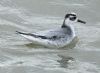 Grey Phalarope at Canvey Point (Graham Oakes) (62486 bytes)