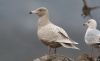 Glaucous Gull at Private site with no public access (Steve Arlow) (35187 bytes)