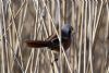 Bearded Tit at Vange Marsh (RSPB) (Vince Kinsler) (69496 bytes)