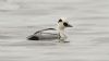 Smew at Paglesham Lagoon (Steve Arlow) (77472 bytes) Smew at Paglesham Lagoon (Steve Arlow) (77472 bytes)