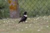 Ring Ouzel at Oxenham Farm (Jeff Delve) (55761 bytes)