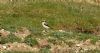 Wheatear at Gunners Park (Steve Arlow) (96920 bytes) Wheatear at Gunners Park (Steve Arlow) (96920 bytes)