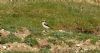 Wheatear at Gunners Park (Steve Arlow) (96920 bytes)