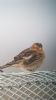 Twite at Wallasea Island (RSPB) (Neil Chambers) (33422 bytes)