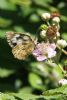 Marbled White at Benfleet Downs (Mike Bailey) (70470 bytes)