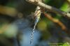 Migrant Hawker at Wallasea Island (RSPB) (Richard Howard) (42370 bytes)