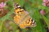 Painted Lady at Gunners Park (Richard Howard) (56651 bytes)