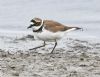 Little Ringed Plover at West Canvey Marsh (RSPB) (Graham Oakes) (68273 bytes) Little Ringed Plover at West Canvey Marsh (RSPB) (Graham Oakes) (68273 bytes)