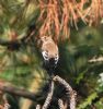 Pied Flycatcher at Gunners Park (Vince Kinsler) (87566 bytes)