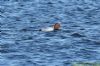 Pochard at Paglesham Lagoon (Richard Howard) (105251 bytes)