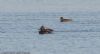 Velvet Scoter at Barling Marsh (Jeff Delve) (46695 bytes)