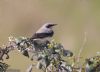 Wheatear at Wallasea Island (RSPB) (Jeff Delve) (49224 bytes)