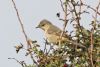 Barred Warbler at Gunners Park (Mike Bailey) (76596 bytes) Barred Warbler at Gunners Park (Mike Bailey) (76596 bytes)